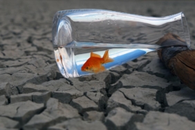 Araştırma: İklim değişikliği hayvanlardan bulaşan hastalıkları etkileyebilir