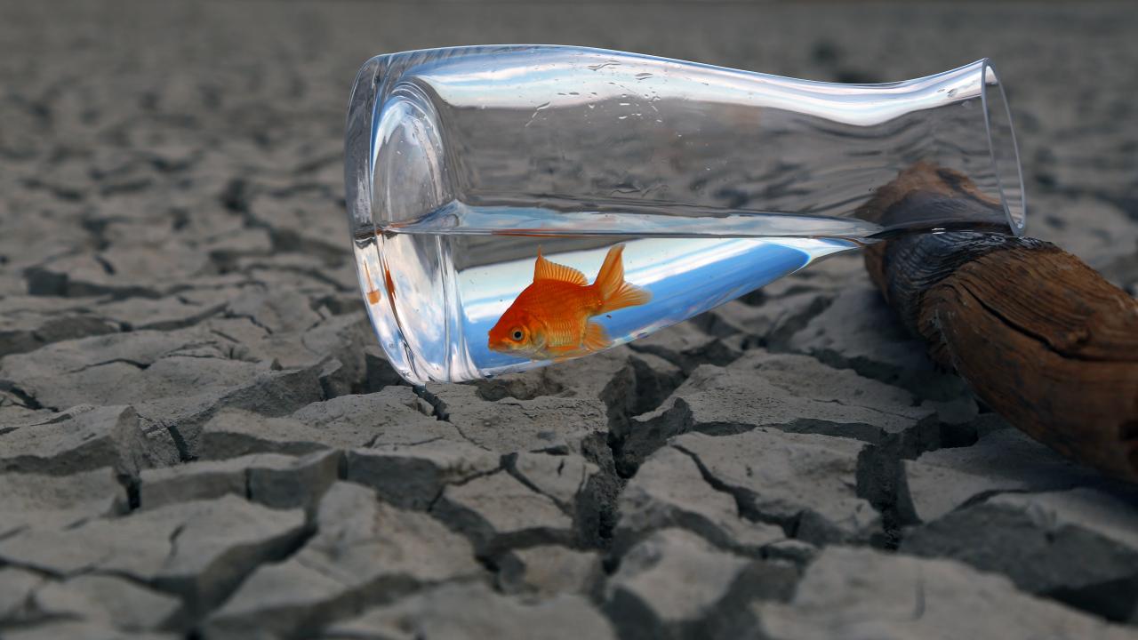 Araştırma: İklim değişikliği hayvanlardan bulaşan hastalıkları etkileyebilir