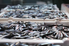 Balıkçıların yüzünü hamsi güldürdü