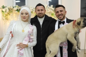 Denizlide düğünde gelin ve damada takı yerine çoban köpeği hediye edildi