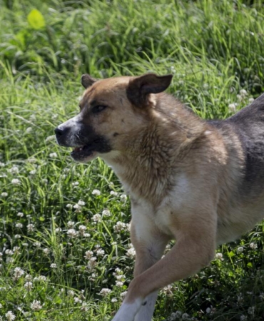 Diyarbakır'da başıboş sokak köpeğinin saldırdığı 2 kişi yaralandı