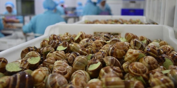 Fransada çiftlikten 90 bin euroluk salyangoz çalındı