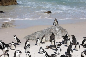 Güney Afrika açıklarında 62 bin penguen açlıktan öldü