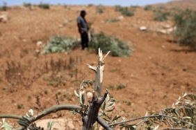 İşgalci İsrail ordusu Batı Şeria'da Filistinlilerin yaklaşık 400 zeytin ağacını söktü