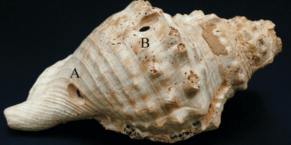 İspanya’da bulunan deniz kabukları en eski müzik aletleri olabilir