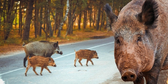 İspanya’daki Afrika domuz vebası salgınına karşı mücadeleye asker de katıldı