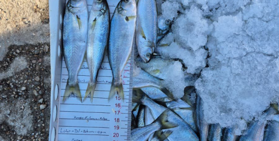 Kaçak avcılığa geçit yok: 525 kilo balığa el kondu