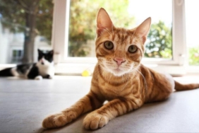 Kedinizle aranızdaki bağı güçlendiren şaşırtıcı hormon ortaya çıktı