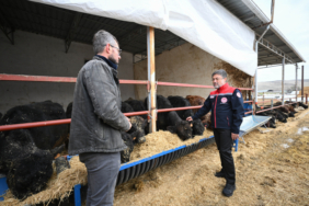 Kırmızı et üretimini artıracak proje meyvelerini vermeye başladı