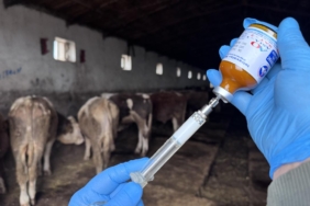 Muğla'da şap hastalığı nedeniyle 11 mahalle karantinaya alındı