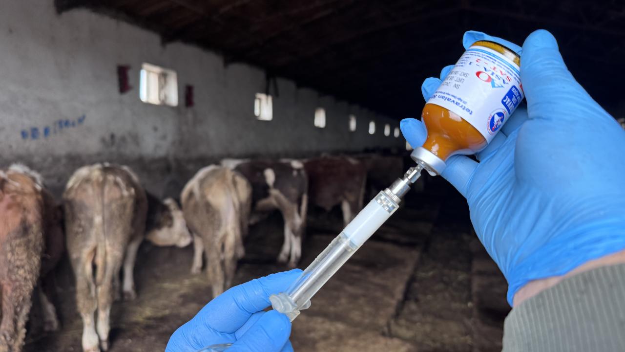 Muğla'da şap hastalığı nedeniyle 11 mahalle karantinaya alındı