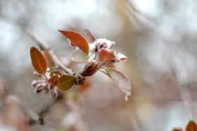 Sinop için kar ve zirai don uyarısı