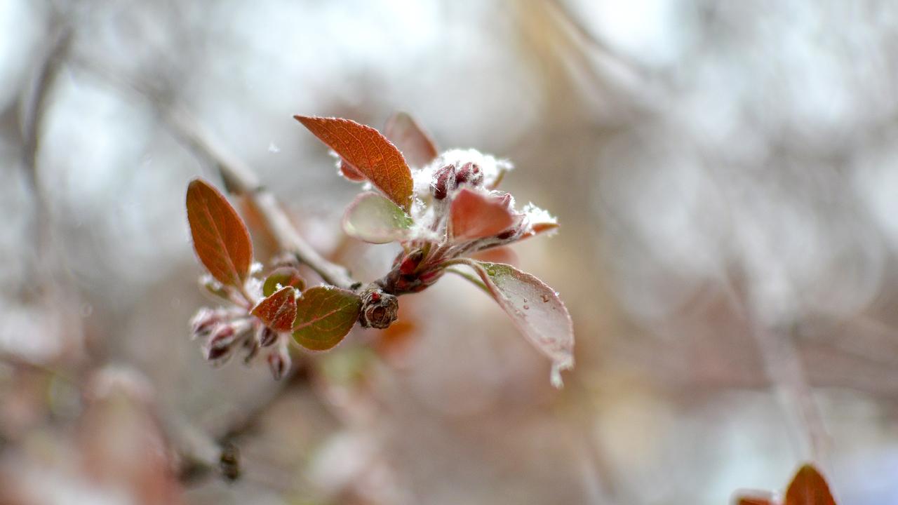 Sinop için kar ve zirai don uyarısı