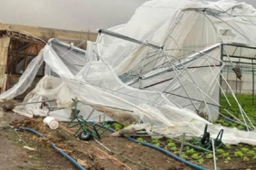 Tarım sigortaları kapsamında üreticilere 4,2 milyar lira hasar tazminatı ödendi