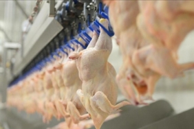 Tavuk eti üretimi ekimde arttı