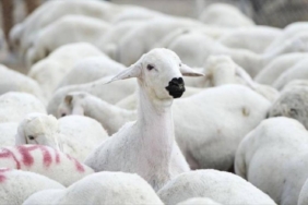 TİGEM, 1200 küçükbaş hayvan satacak