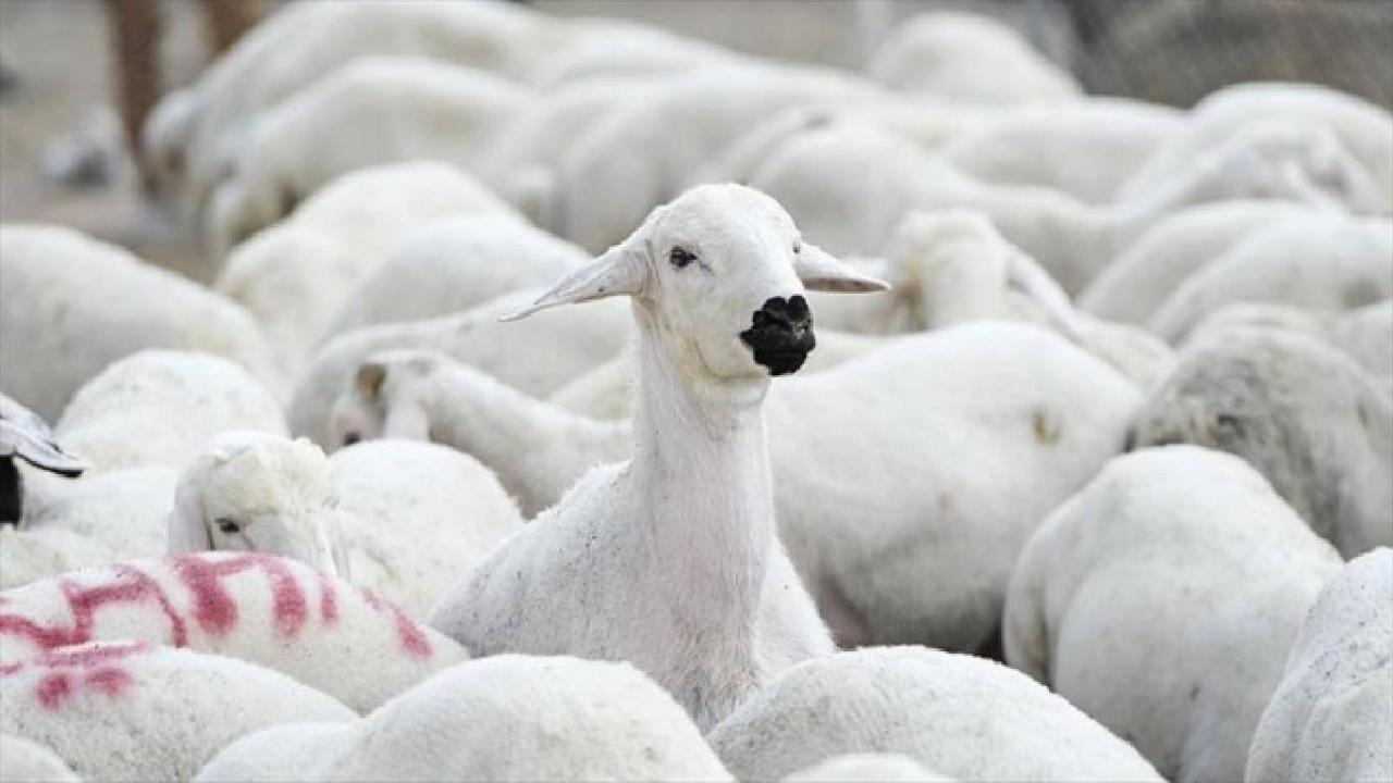 TİGEM, 1200 küçükbaş hayvan satacak