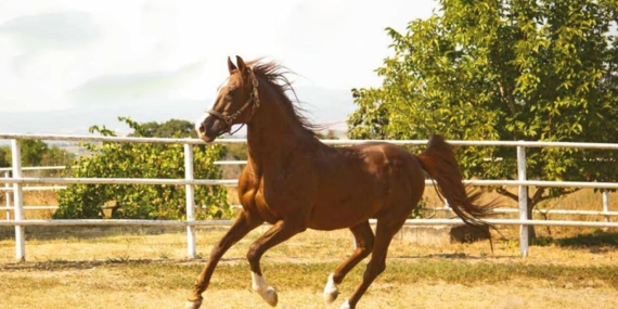 TİGEM safkan 14 Arap kısrağı satacak