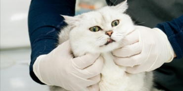 Veteriner Kontrol Enstitüleri 21 yeni laboratuvarla güçlendirilecek