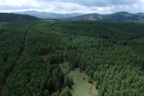 Yeşil Vatan Büyüyor: Türkiye, ormanlık alanını en fazla artıran ülkeler arasında