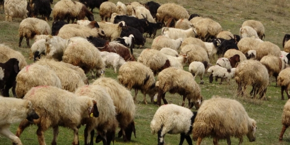 Yunanistan’da yüz binlerce koyun ve keçi itlaf edildi
