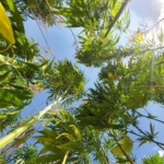 21 ilde kenevir üretimi yapılabilecek