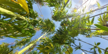 21 ilde kenevir üretimi yapılabilecek