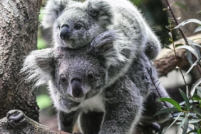 Avustralya'da koala nüfusu krizi: Ekosistemin kapasitesini aşabilir