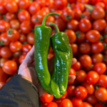 Batı Akdeniz'in ihracat şampiyonu biber oldu