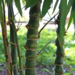 Bilim insanları inceledi: Bambu süper gıda olabilir