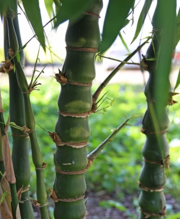 Bilim insanları inceledi: Bambu süper gıda olabilir