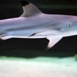 Brezilya'da bir çocuk köpekbalığı saldırısı sonucu öldü