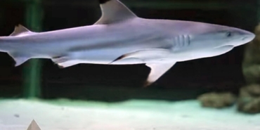 Brezilya'da bir çocuk köpekbalığı saldırısı sonucu öldü