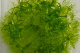 Bu yosun, uzayda dokuz ay yaşayarak rekor kırdı