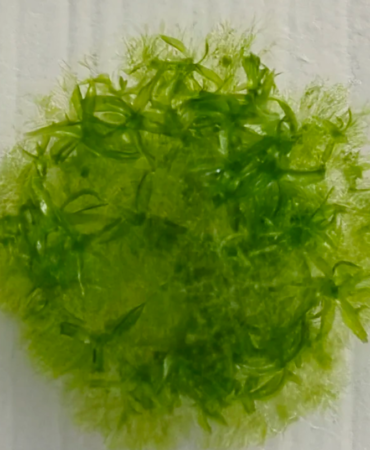 Bu yosun, uzayda dokuz ay yaşayarak rekor kırdı