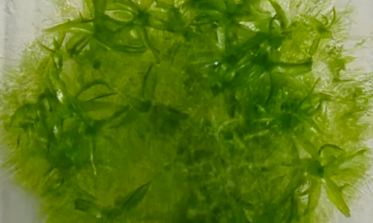 Bu yosun, uzayda dokuz ay yaşayarak rekor kırdı