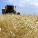 Çiftçilere 255,4 milyon lira destek ödemesi bugün yapılacak