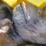 Çince ve İngilizce okuyabilen dahi şempanze Ai 49 yaşında öldü