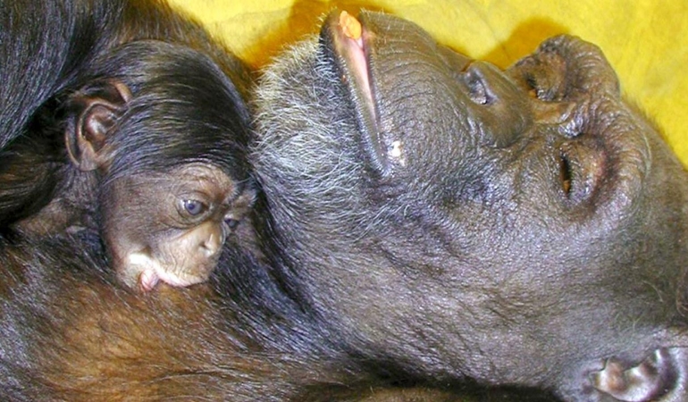 Çince ve İngilizce okuyabilen dahi şempanze Ai 49 yaşında öldü