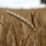 Destek ödemeleri çiftçilerin hesaplarına yatırılmaya başladı