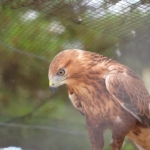 Geçen yıl 11 bin yaban hayvanı tedavi edilerek doğaya salındı