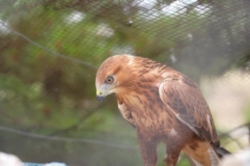 Geçen yıl 11 bin yaban hayvanı tedavi edilerek doğaya salındı