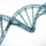 Genetik faktörlerin yaşam süresi üzerindeki etkisi tahminlerin üzerinde