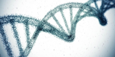 Genetik faktörlerin yaşam süresi üzerindeki etkisi tahminlerin üzerinde