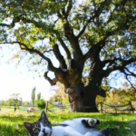 İstanbul'un anıt ağaçları yüzyılların hafızasını ayakta tutuyor