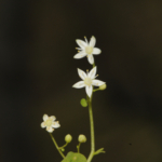 İzmir'de endemik bitki türü keşfedildi