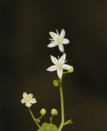 İzmir'de endemik bitki türü keşfedildi