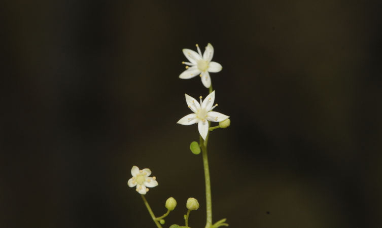 İzmir'de endemik bitki türü keşfedildi