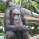 Japonya'da bilişsel becerileriyle tanınan şempanze Ai, 49 yaşında öldü