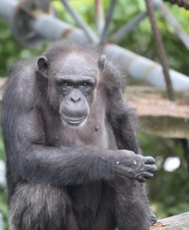 Japonya'da bilişsel becerileriyle tanınan şempanze Ai, 49 yaşında öldü
